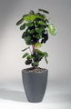 Polyscias Fabian